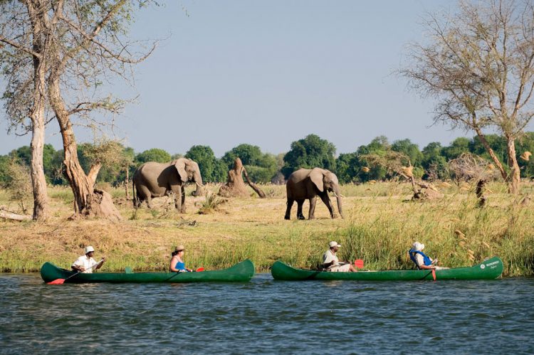 canoagem em Zambezi perto de elefantes