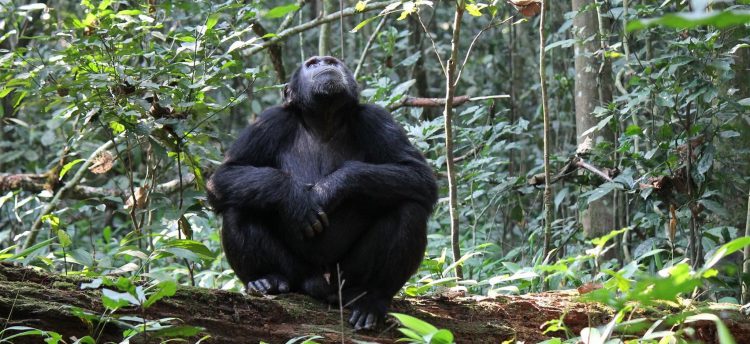 chimpanzé olhando para cima na floresta de Kibale