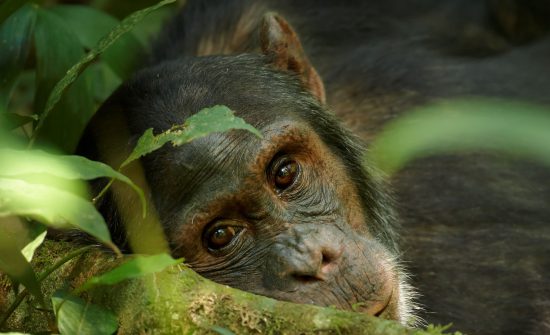 Nahaufnahme eines verträumten Schimpansen in Ruanda