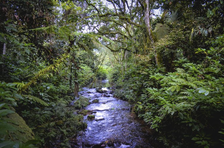 riacho em meio a uma floresta