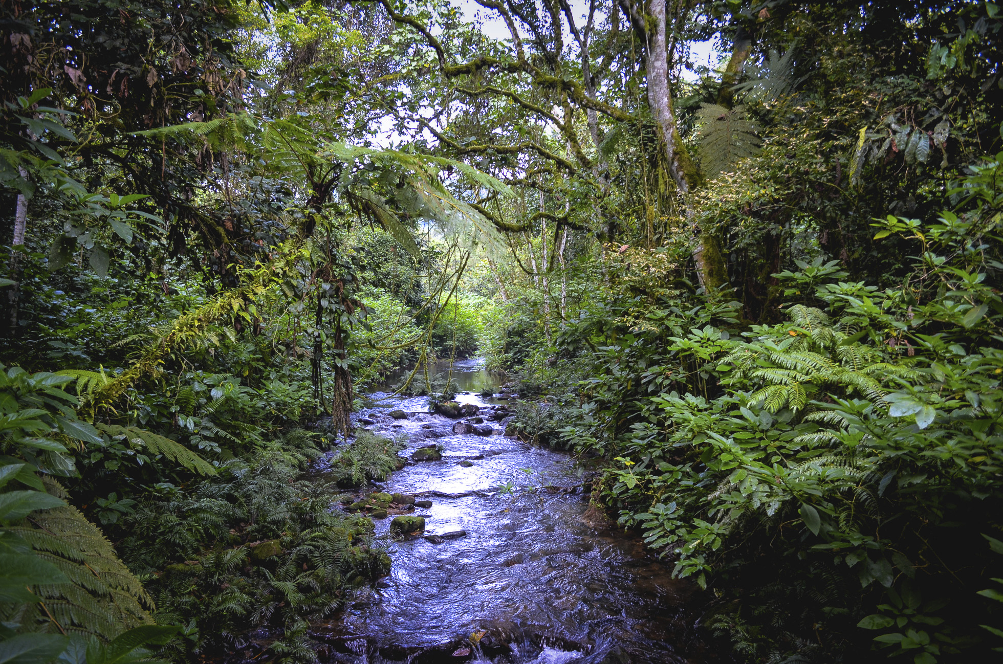 A creek through dense jungle