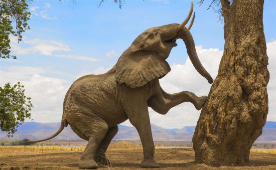 Elefante tenta escalar árvore à procura de frutas em Mana Pools