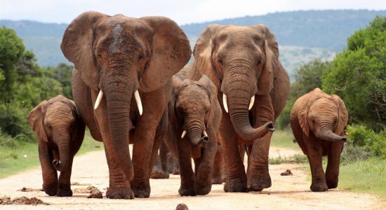 elephant family walking in addo elephant national park, south africa