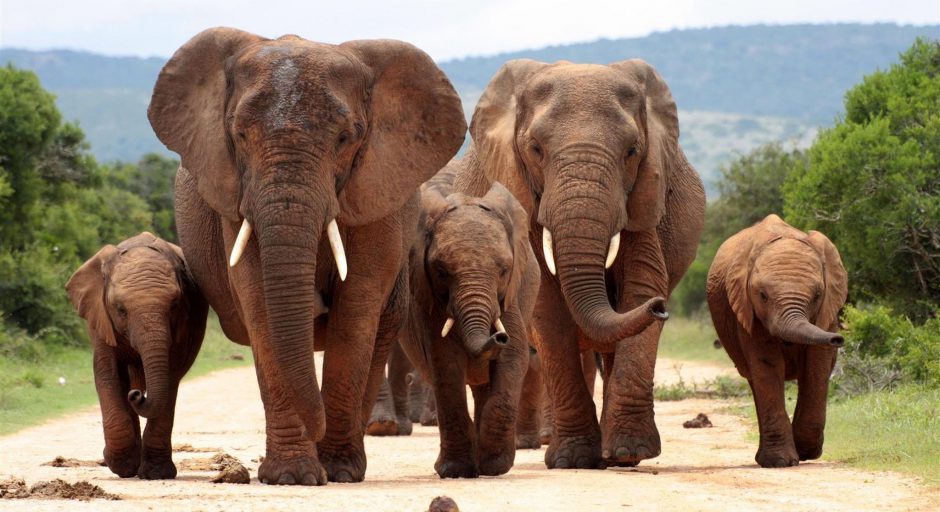 Eine Elefantenfamilie geht einen sandigen Weg im Addo Elephant Park entlang