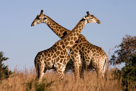 giraffes embracing