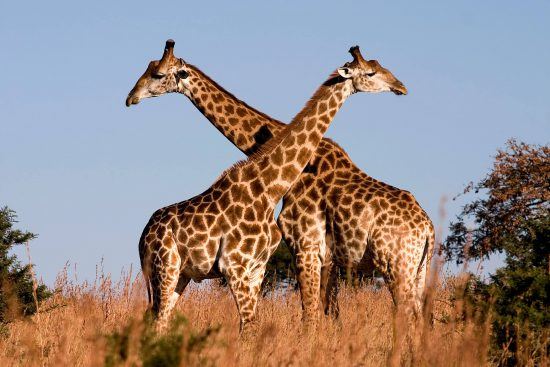 Two giraffes embracing 