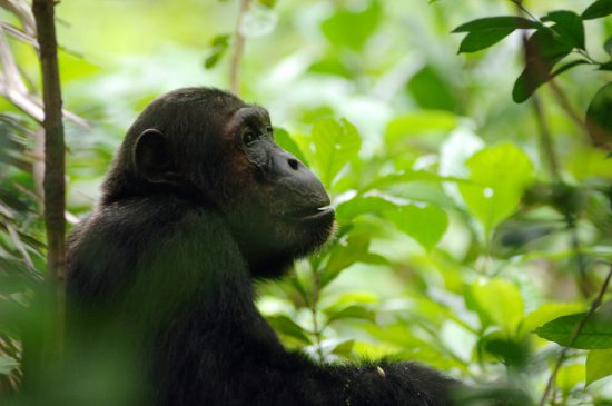 chimpanzé na floresta