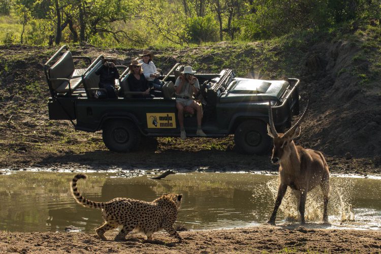 leopardo ataca cervo em mala mala