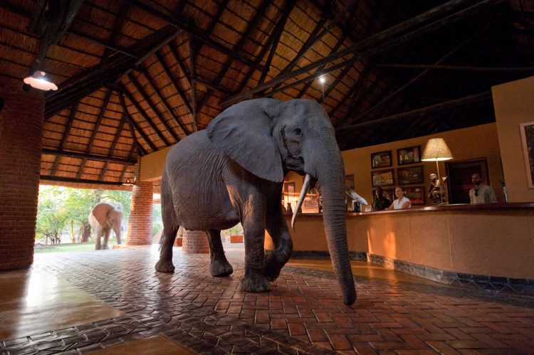 elefante na recepção do mfuwe lodge