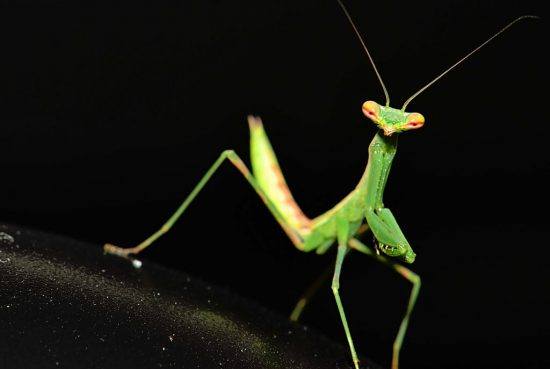 A close-up of a praying mantis