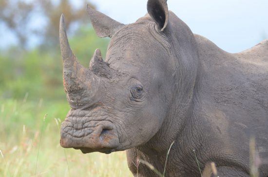 A close-up shot of a rhino