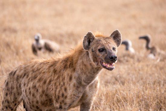 A hyena grinning