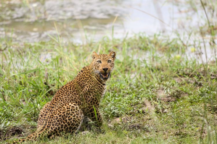 leopardo na zâmbia