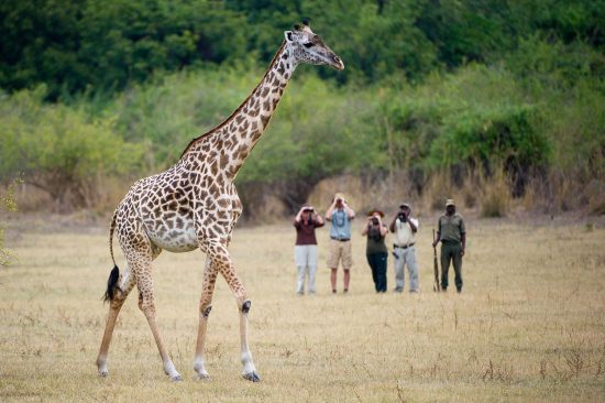 a walking safari at South Luangwa National Park is one of the must-do activities in Zambia