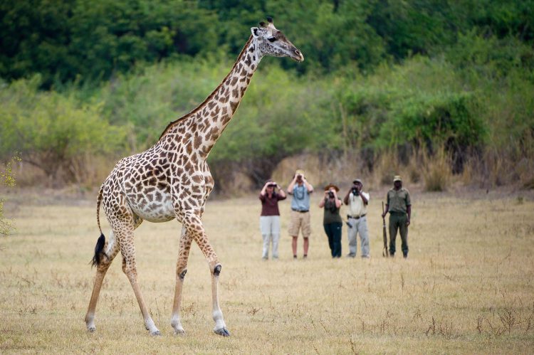 safári a pé com girafa