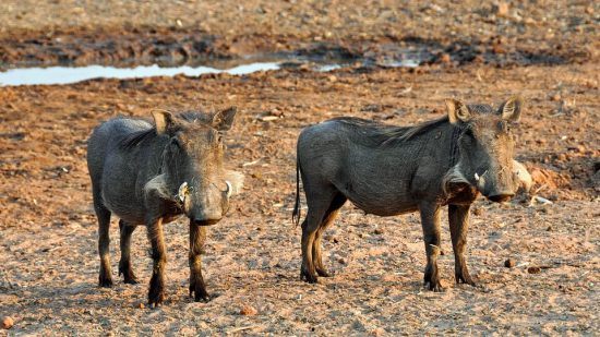 Two warthogs in Namibia 