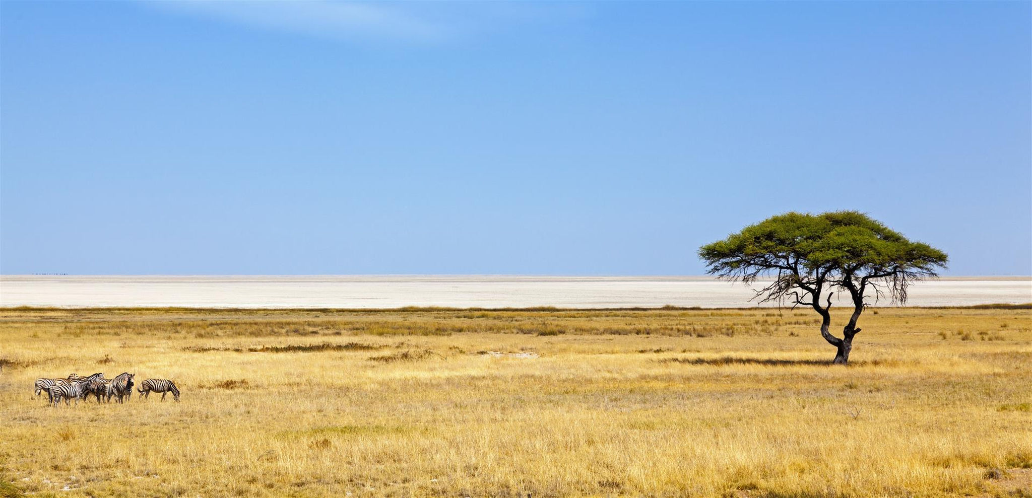 A herd of zebras in Etosha