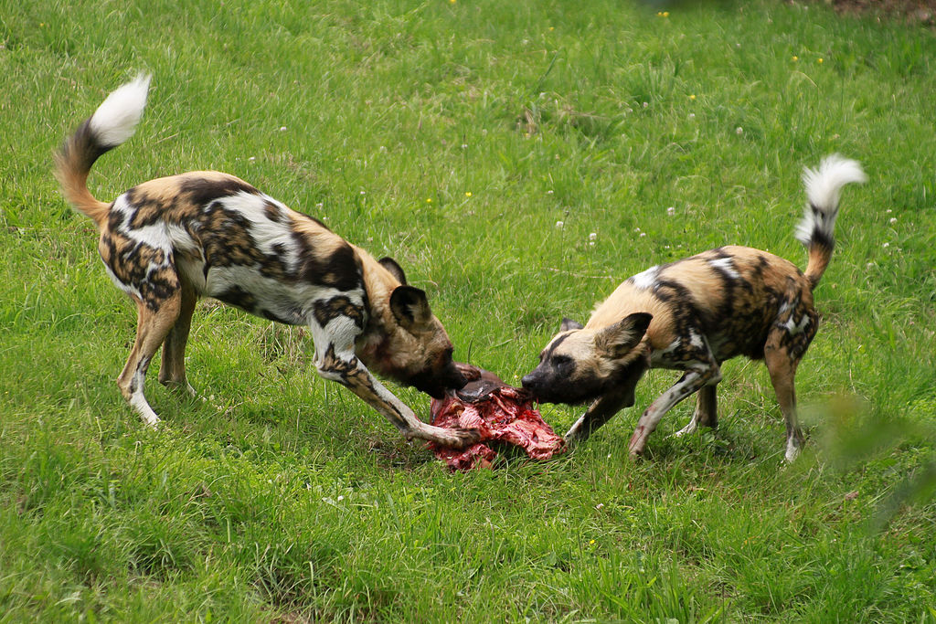 wild-dogs-eating-kill