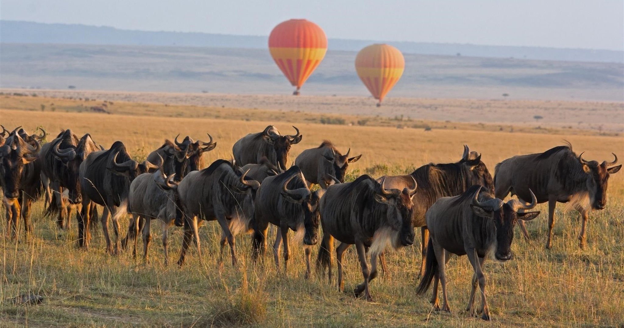 Gnu-Sichtung auf einer Heißluftballon-Safari in Kenia