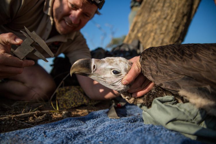 Bénévole de l'association Wildlifeact en pleine mission de sauvetage d'un vautour.