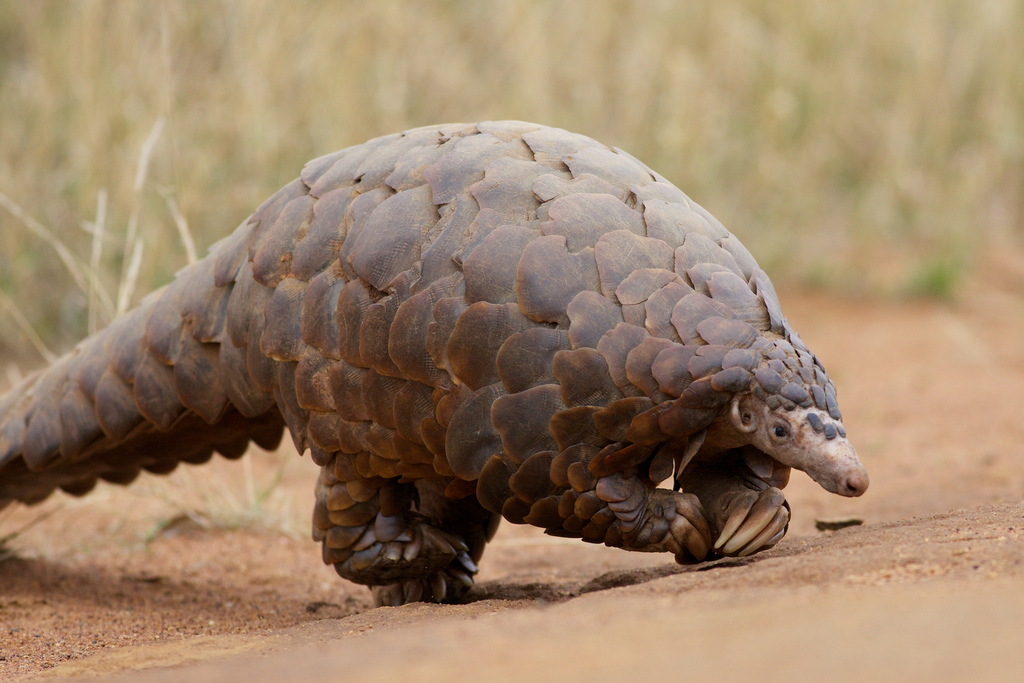 pangolin-crossing-road