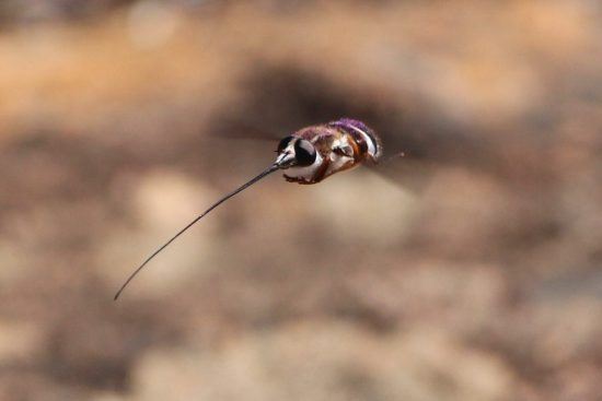 A bee fly from the bombyliidae family