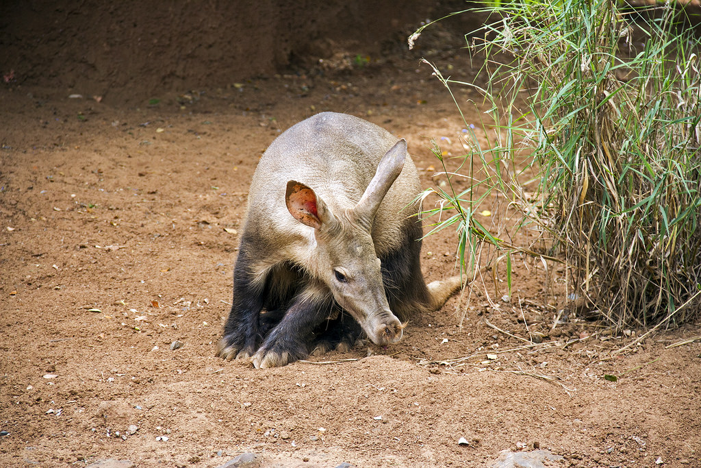 aardvark-sniffing-ground