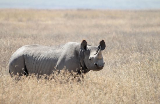 black-rhino-within-grass-surroundings