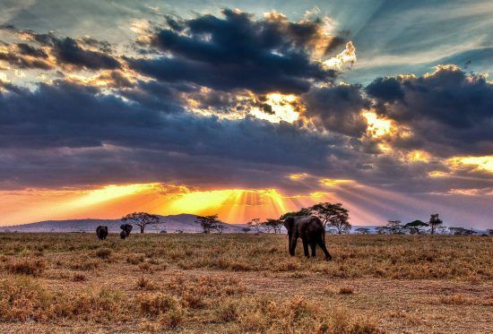 Elephant walking in the spectacular sunset