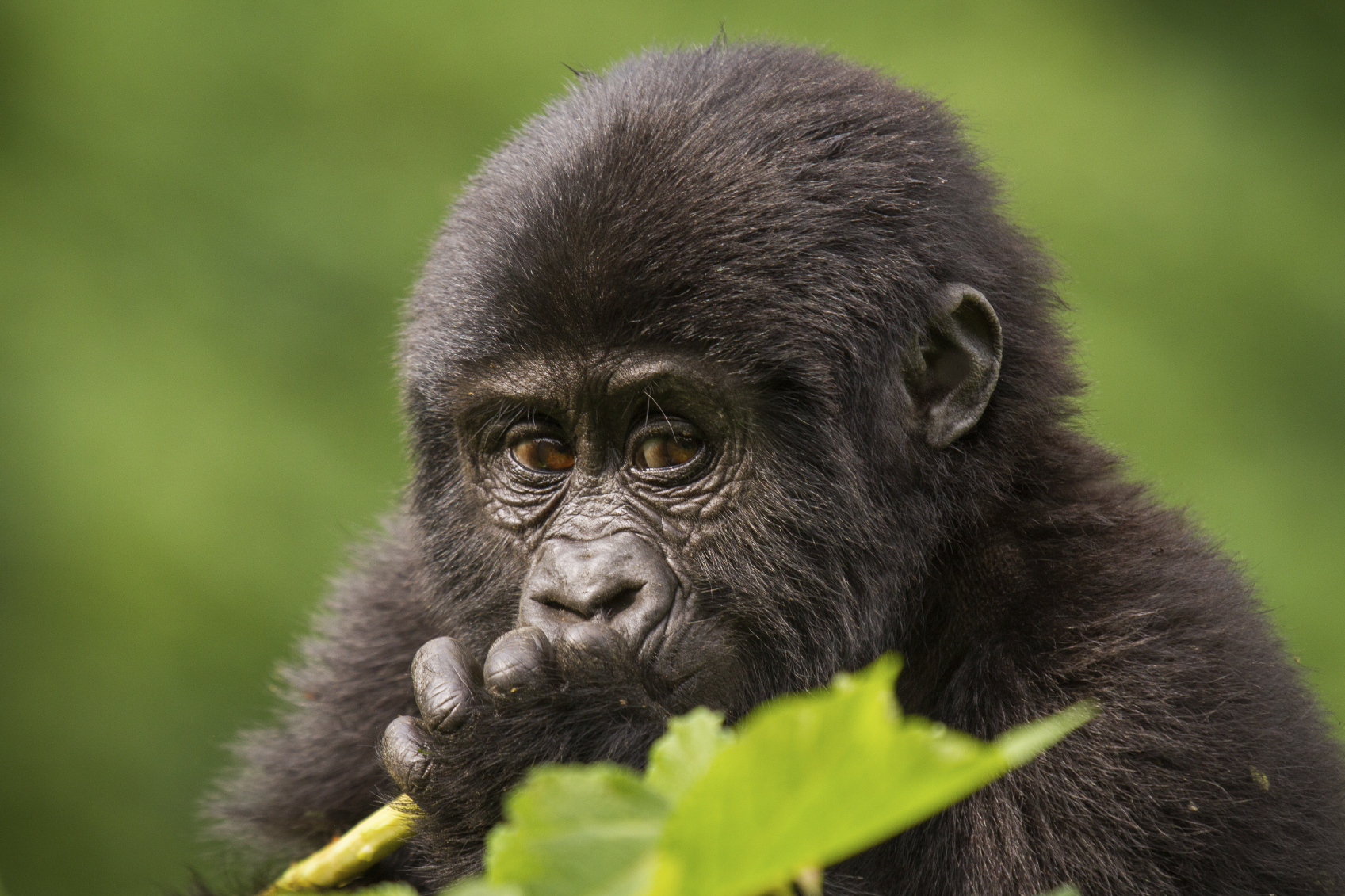 A young gorilla munches on a plant stalk