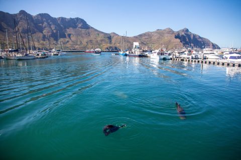 Port de Hout Bay en direction du Cap de Bonne Espérance. 