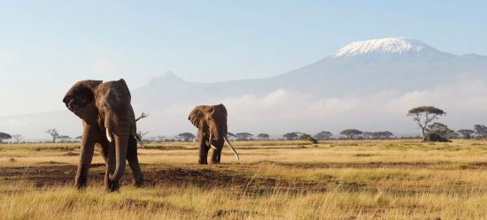 Des éléphants aux pieds du Kilimandjaro en Tanzanie