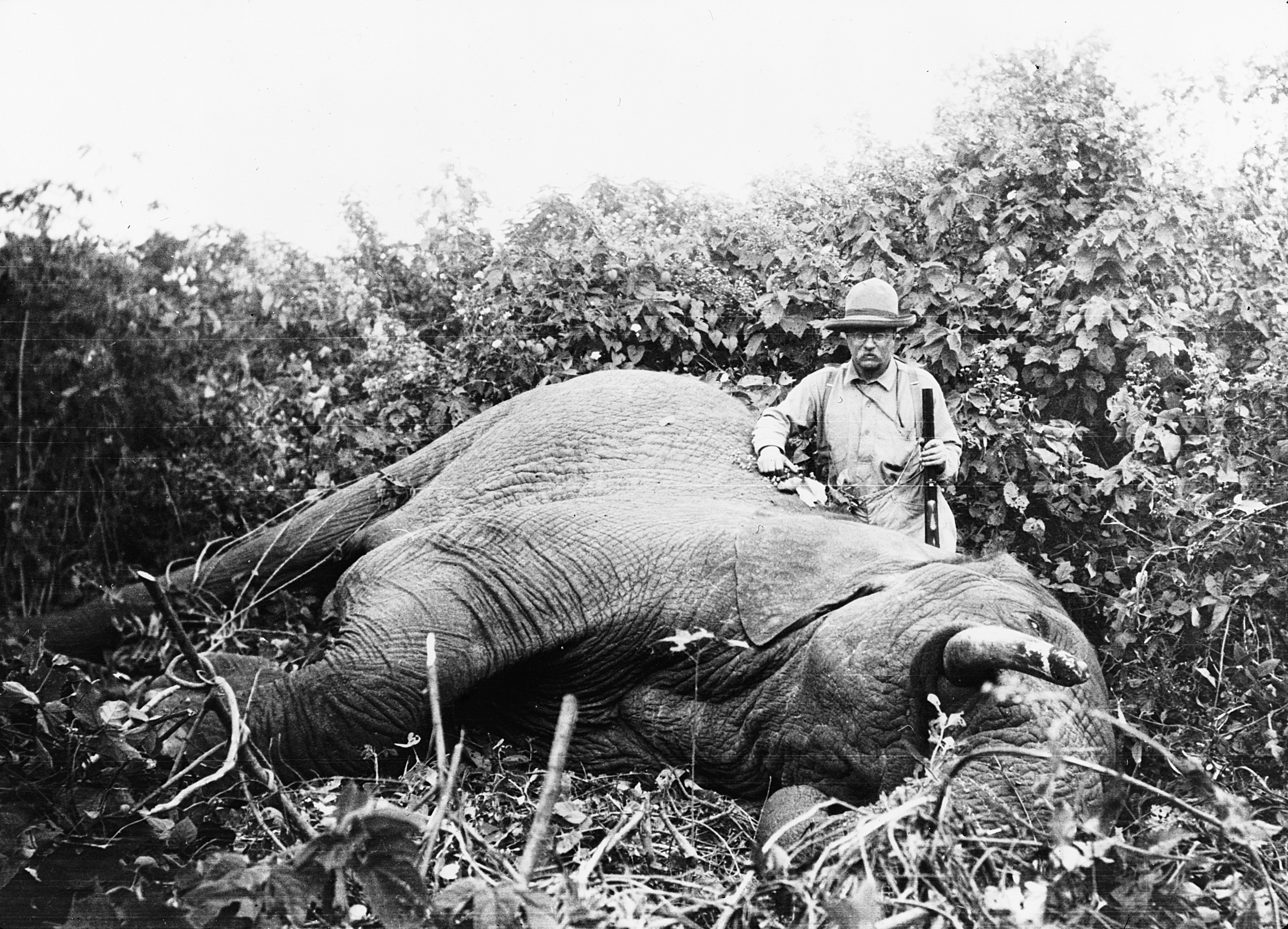 El presidente Roosevelt posando junto a un elefante durante un safari