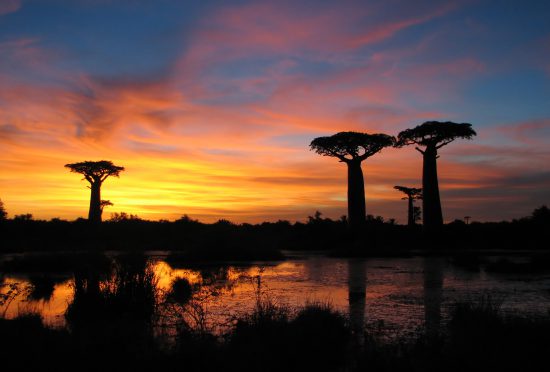 Atardecer entre los milenarios baobabs de Madagascar