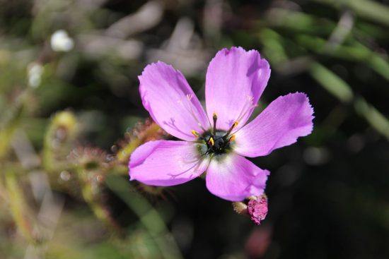 As biologists, flowers were of great interest 