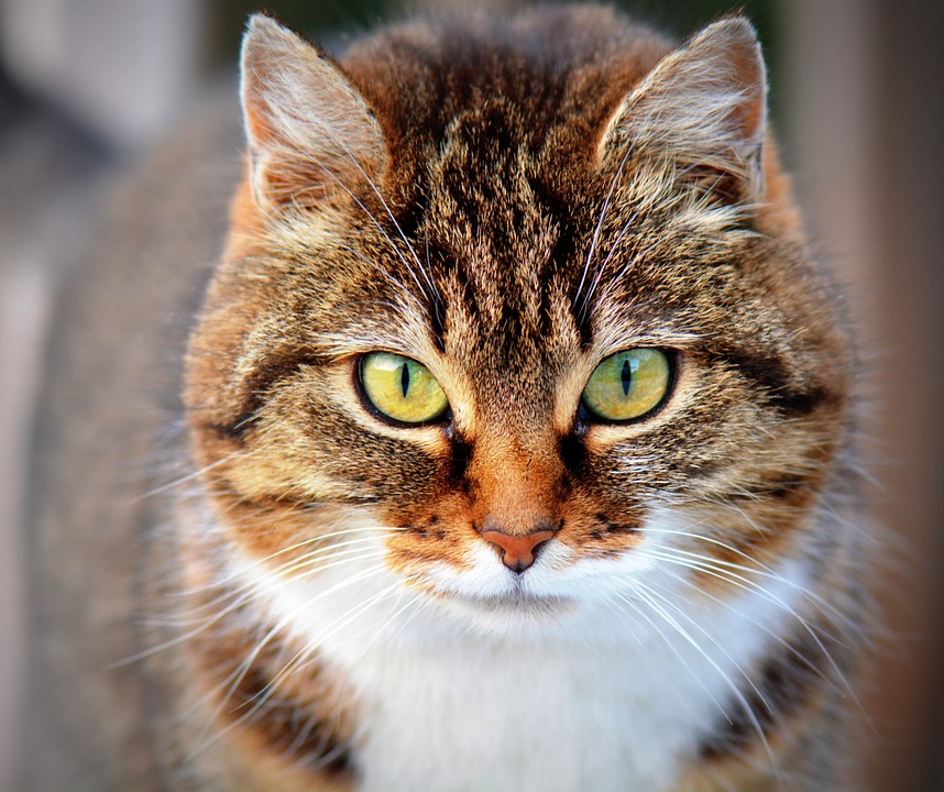 Leopard cat