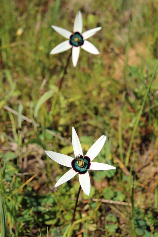 The biologists were delighted with South Africa's flora biodiversity