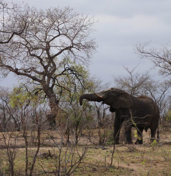 An elephant eating from a tree