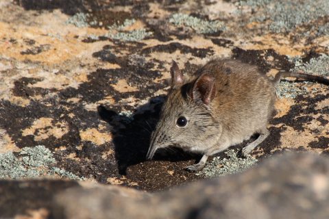 elephant shrew