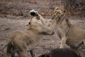 Deux lions s'affrontant pour du gibier à Sabi Sand