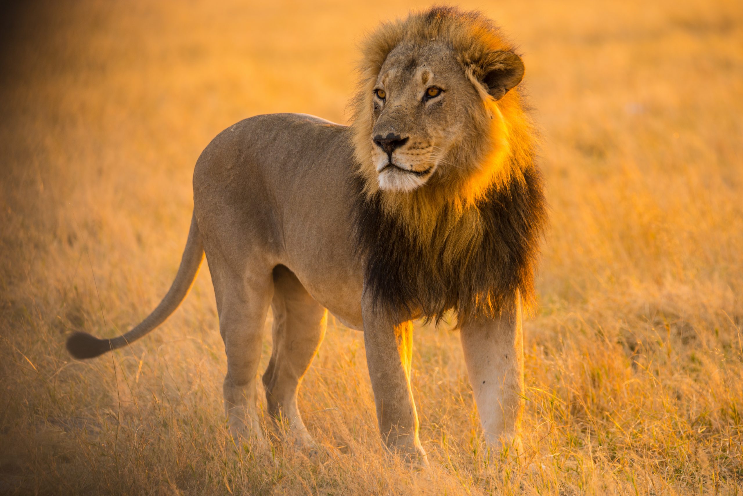 El león es uno de los cinco grandes del safari