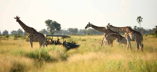 Curious giraffes inspect a safari group