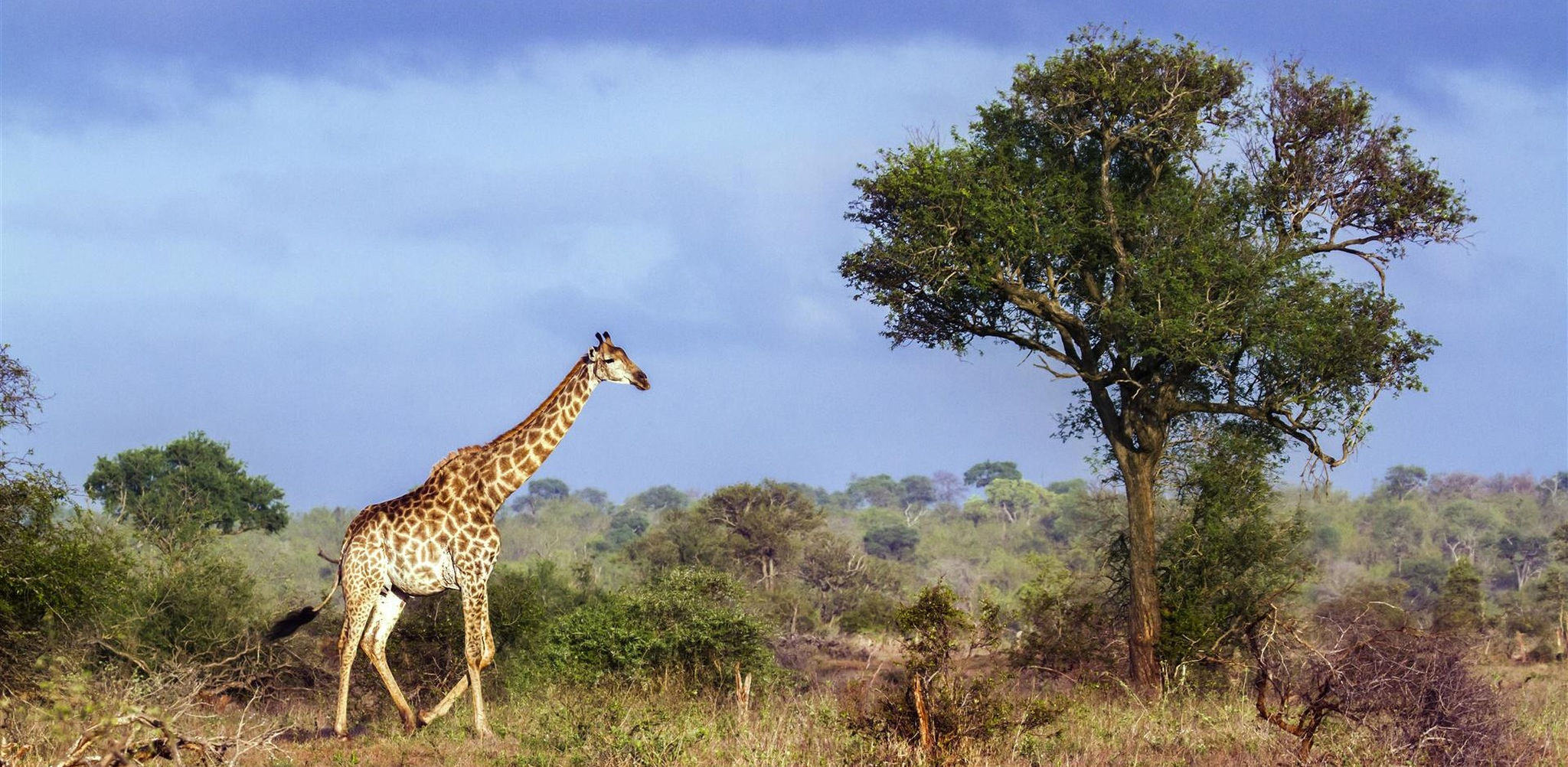 Girafa perto de uma árvore no Kruger Park