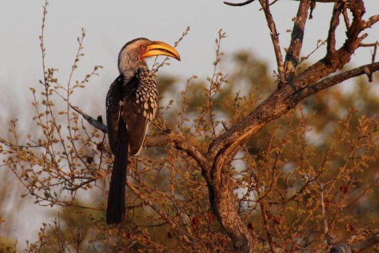 A hornbill in a tree