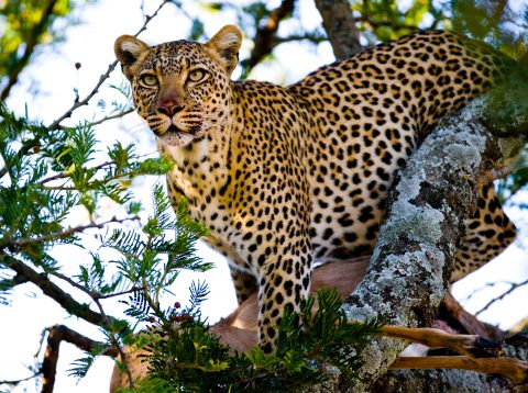 A leopard with his meal in the tree