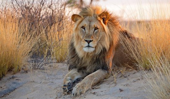 Male lion lying on sand at sunset 