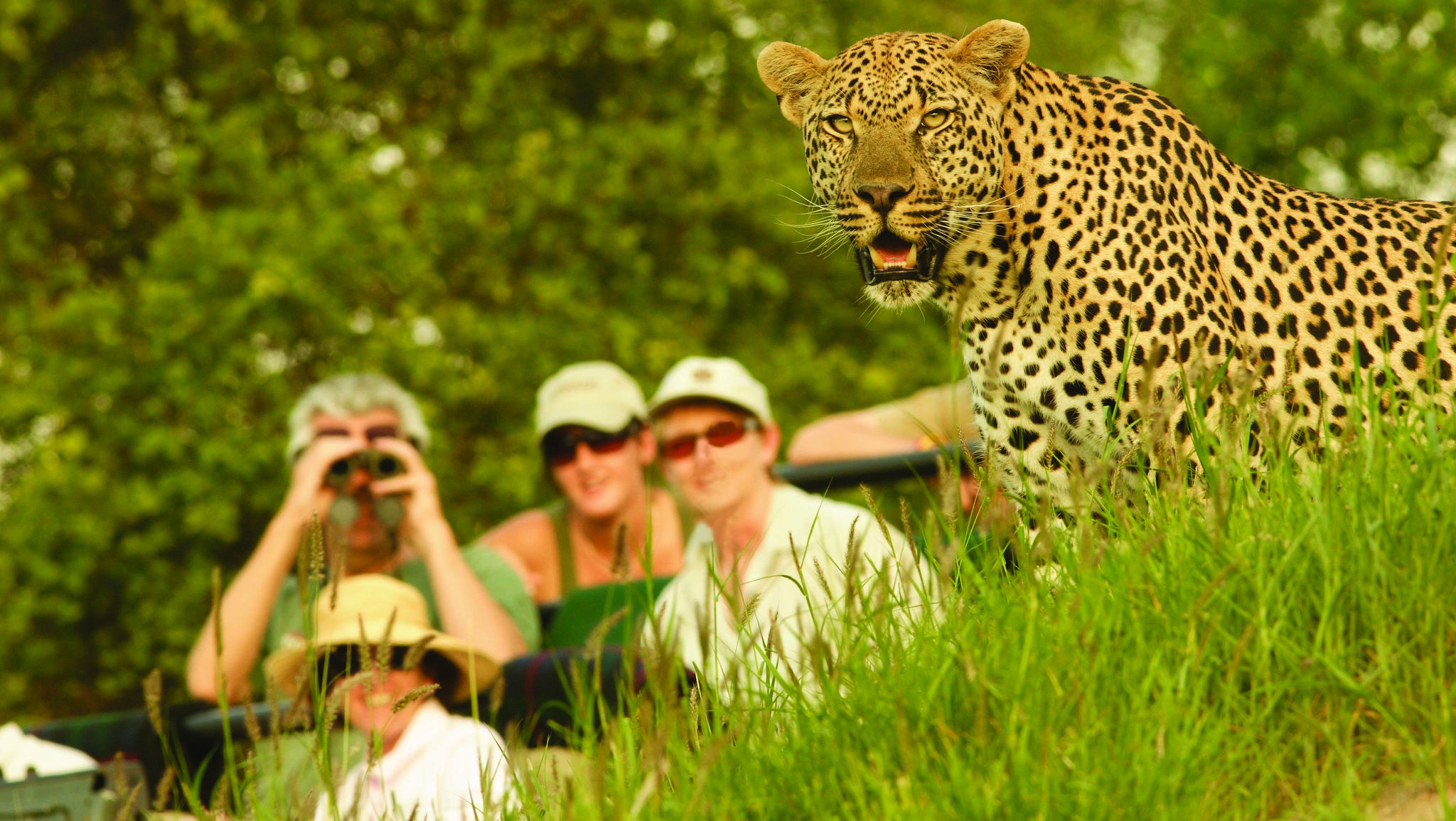 ¿Qué es un safari? Este es el ejemplo perfecto