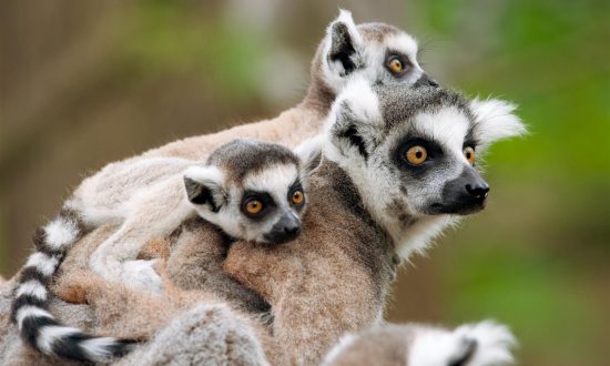 Mutterlemur und auf ihr zwei Babylemuren