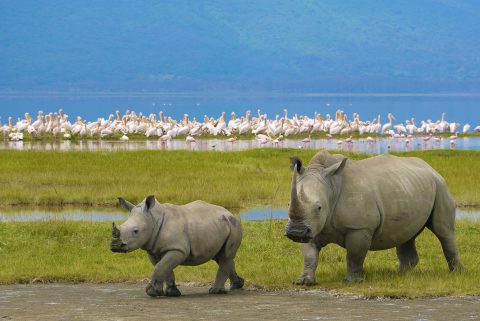 Rhino mother with her baby