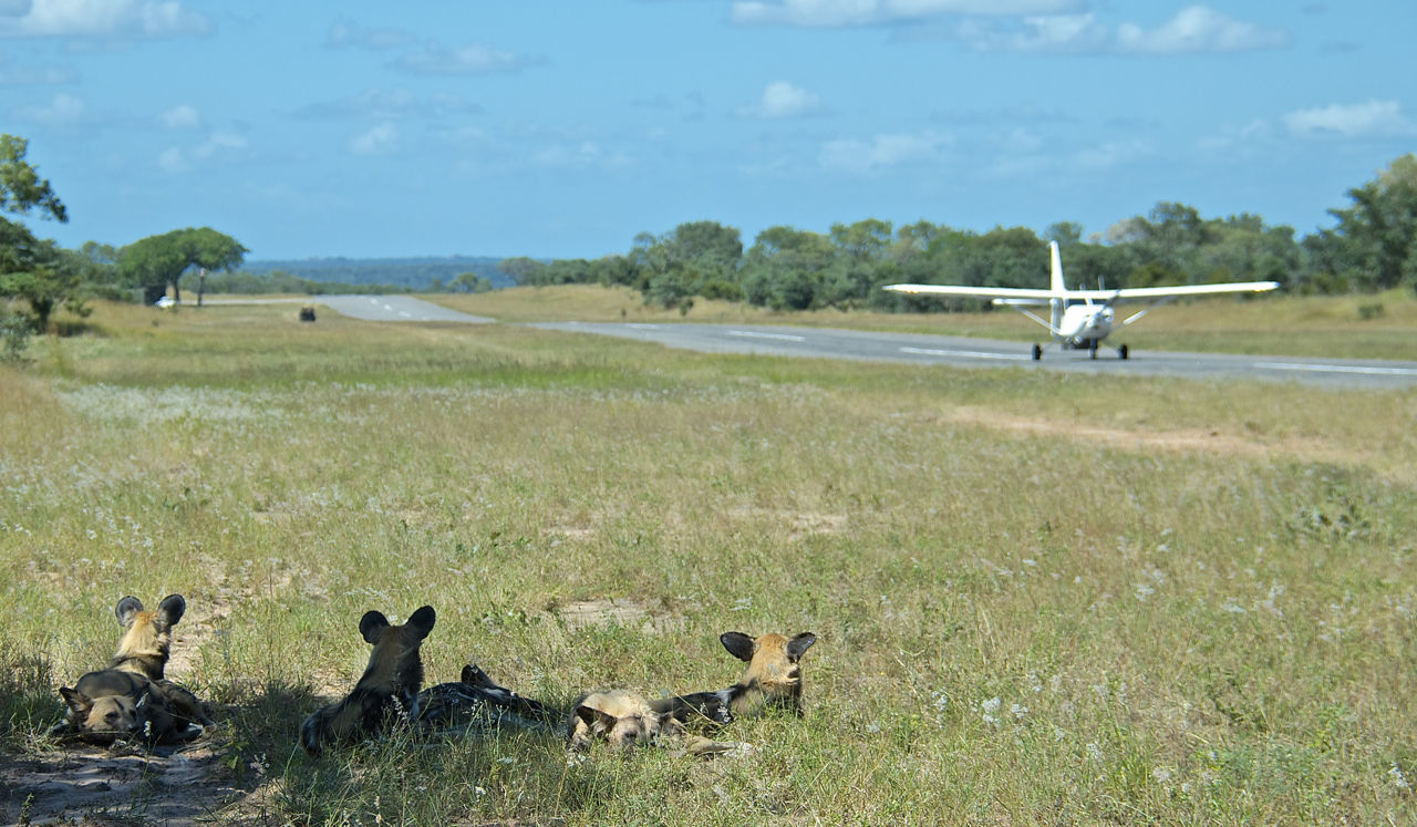 airplane-landing-on-runway-and-three-wild-dogs